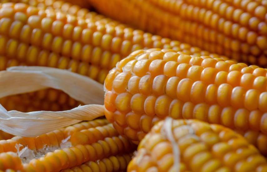 Pixabay | Mazorcas de maíz.