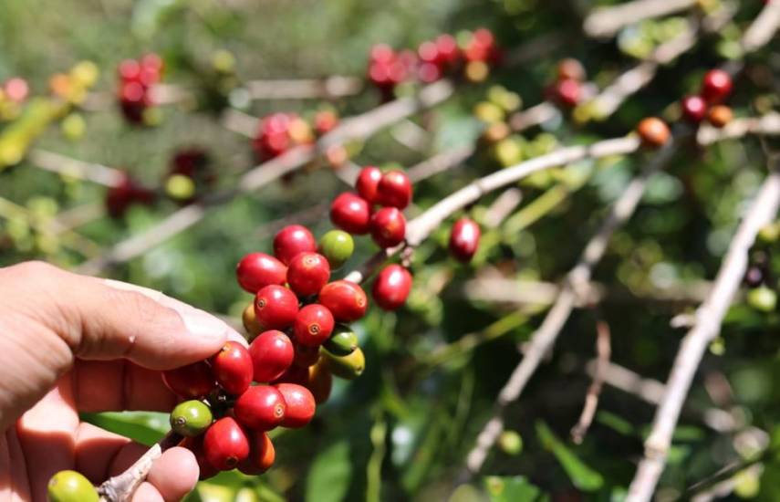 Se inicia competencia por el mejor café de Panamá