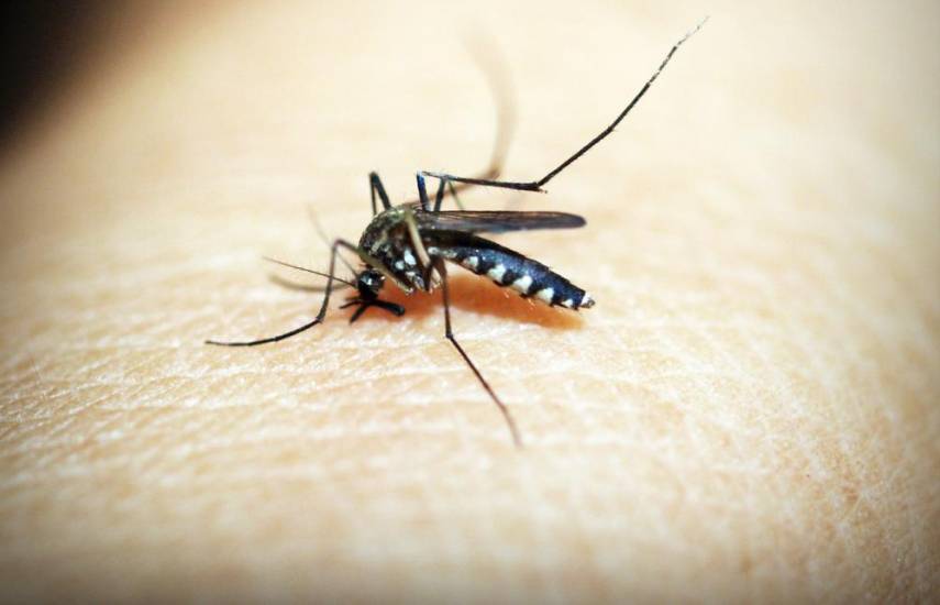 Cortesía | Minsa reporta más de 4 mil casos de dengue.