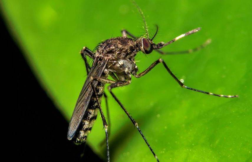 Minsa alerta sobre propagación del virus de Oropouche en siete regiones del país Minsa alerta sobre propagación del virus de Oropouche en siete regiones del país