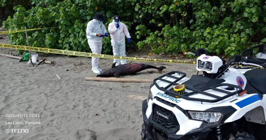 Hallan delfín muerto en playa Las Lajas en Chiriquí