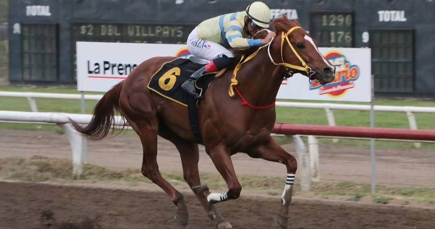 Rococo fue superior en el hándicap SPI