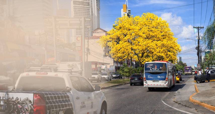 Árboles florales, un atractivo de las calles en la ciudad capital