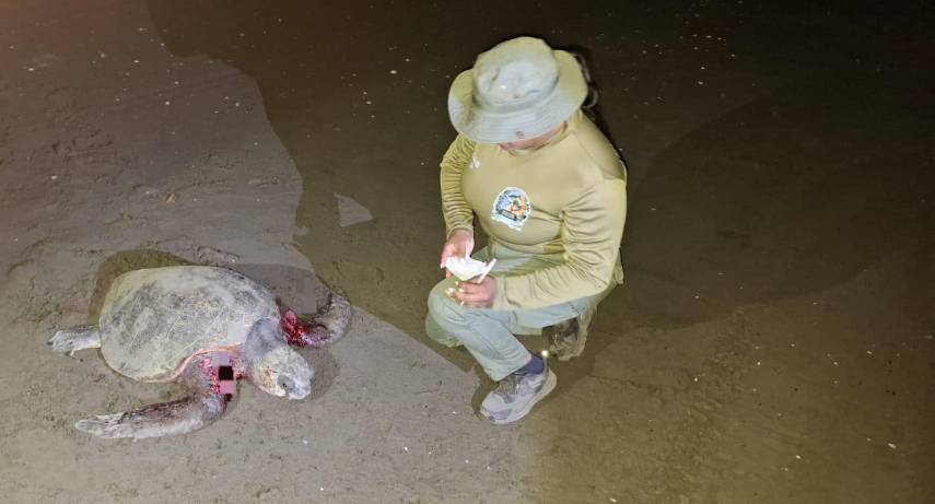 Muere tortuga marina por presunto ataque de perros