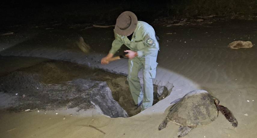 Muere tortuga marina por presunto ataque de perros