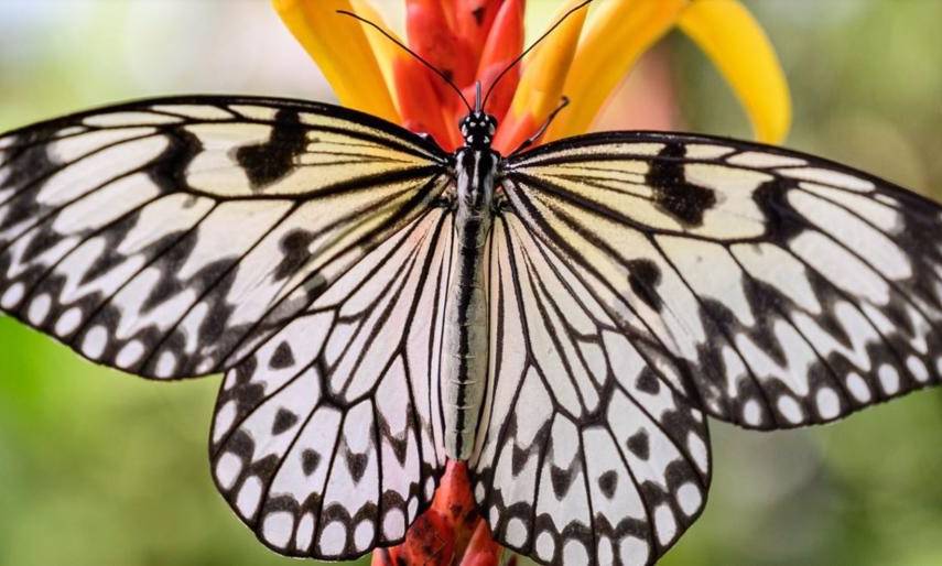 Las primeras mariposas volaron en América del Norte y Central