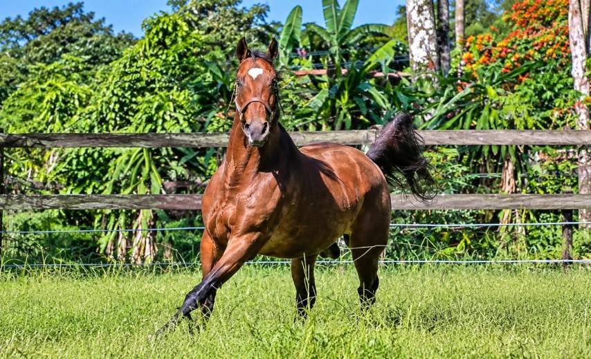 Exhibición de equinos, previo a subasta
