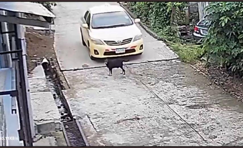 Taxista que atropelló a un perro en Alcalde Díaz es buscado