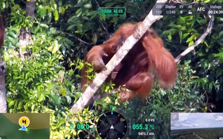 Cámaras térmicas y la IA de los drones ayudan a actualizar el censo de los orangutanes en Borneo