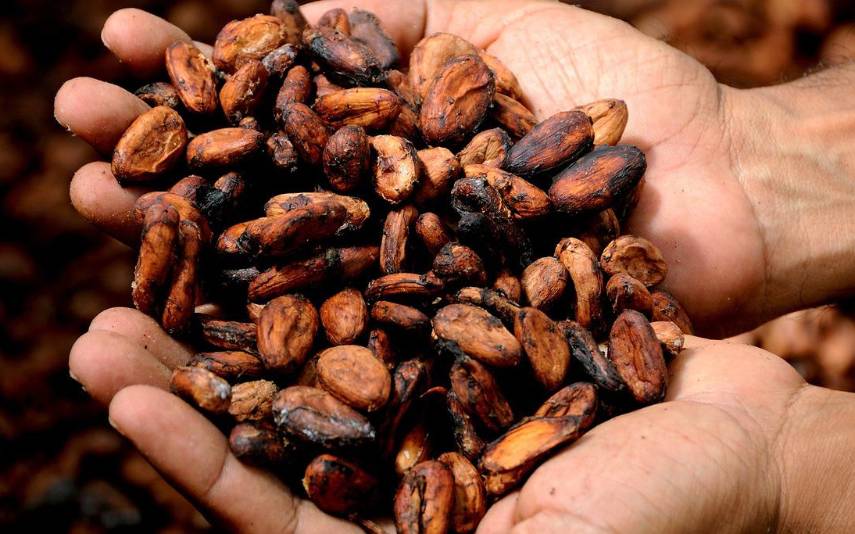 La producción de cacao creció 36.4% y alcanzó los 19,172 quintales al año