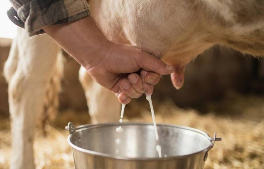 Ganaderos enumeraron los retos para garantizar producción de leche en el país
