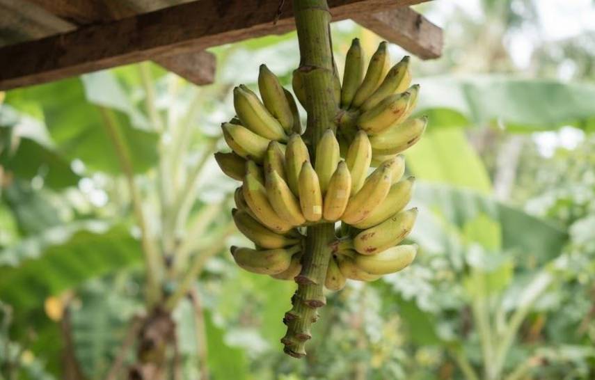 Chiquita exportará 11 millones de cajas de banano