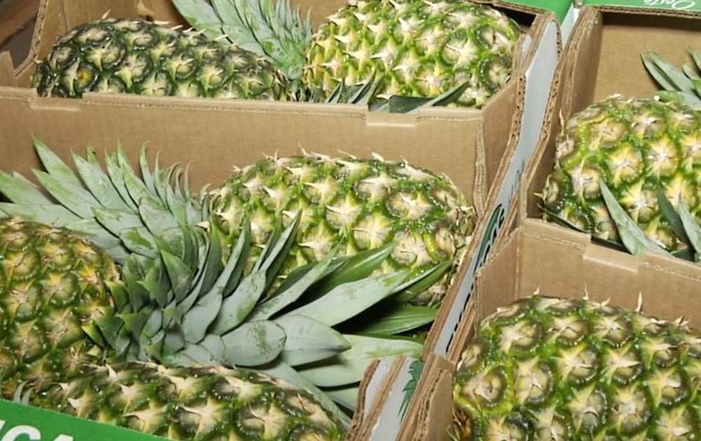 Panamá recibe aprobación para exportar piña fresca a Nueva Zelanda