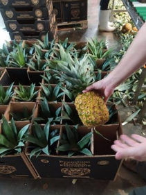 Producción de sandía, piña, melón y banana al alza