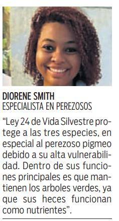 $!Perezosos, los aliados esenciales del abono natural de los bosques