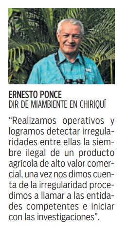 $!Siembra ilegal de café Geisha en zona protegida del Parque Nacional Barú