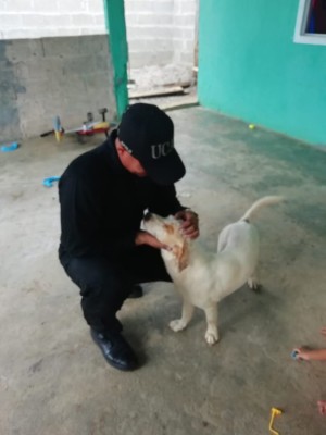 La Policía Nacional sanciona a linces que rociaron gas pimienta a un perro en Veraguas