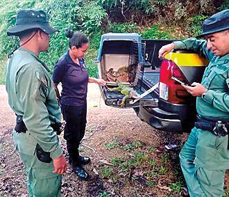La iguana verde: guardiana natural de los ecosistemas