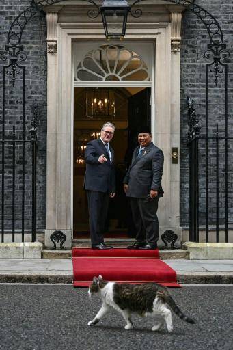 El famoso gato Larry celebra 15 años en el 10 de Downing Street