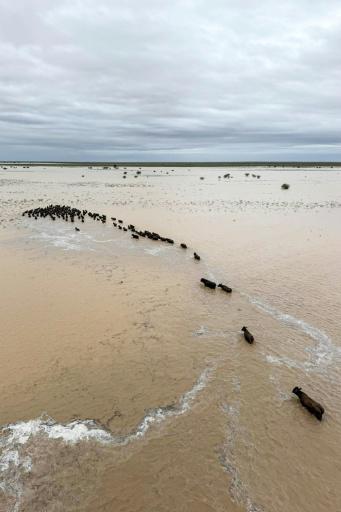 Las inundaciones azotan el interior de Australia y arrasan rebaños de ganado
