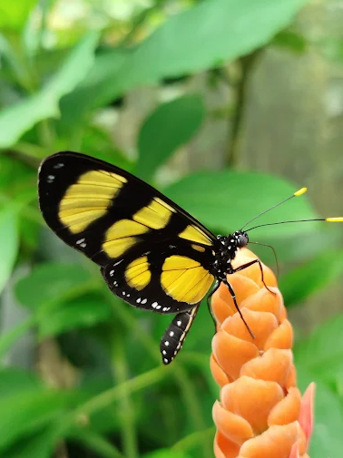 El Pozo Azul, atractivo natural entre cafetales
