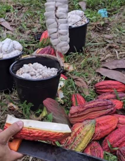 Vino de cacao orgánico, emprendimiento familiar que nació en Bocas del Toro