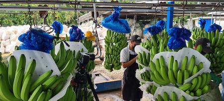 Reactivación de Chiquita Banana genera expectativas de empleos en Bocas del Toro