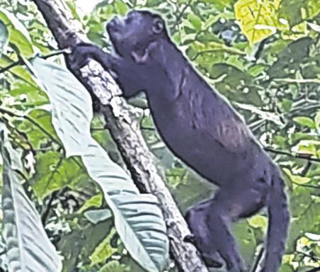 $!Aullador negro o mono cotó: En Peligro de Extinción, según UICN.