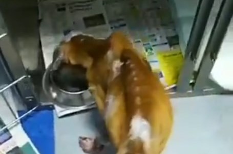 Muere perro que fue rescatado en pésimas condiciones