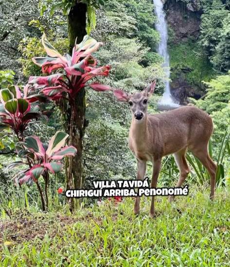 El tesoro de Chiguirí Arriba