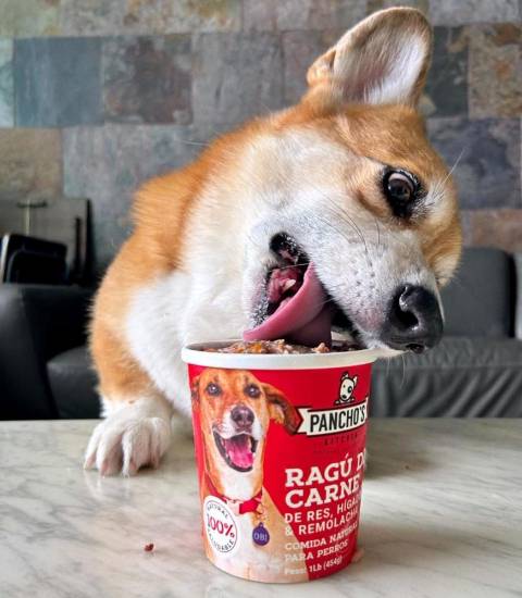 Gastronomía para mascotas se alza en Panamá