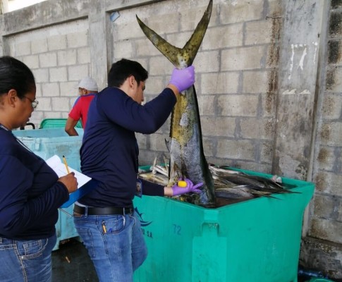 Panamá decomisa más de 26 mil libras de tiburón y camarones de pesca ilegal