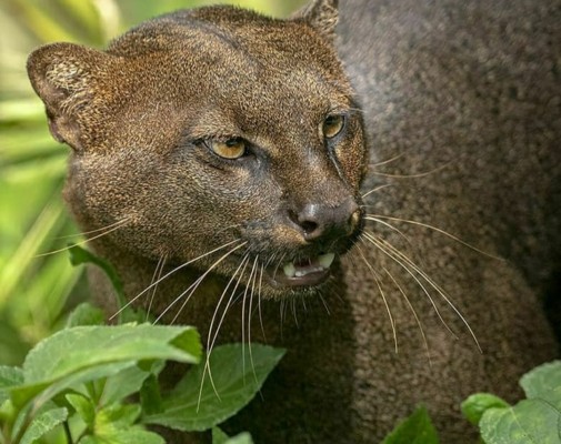 Webinar en el Día Nacional del Felino Silvestre en Panamá