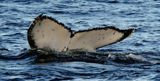 La excepcional travesía de dos ballenas entre Brasil y Australia