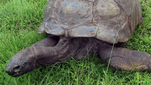 La tortuga Jonathan, decana de los animales terrestres, cumple 190 años más o menos