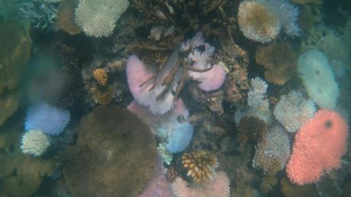 La Gran Barrera de Coral sufre su blanqueamiento más extenso jamás registrado