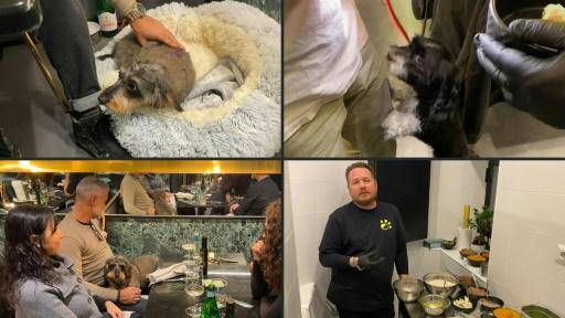 Los perros de Roma ya tienen su restaurante gurmé