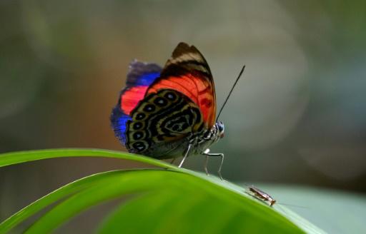 Una mariposa en la selva amazónica dentro de la reserva de Cuyabeno, Ecuador, el 28 de marzo de 2024.