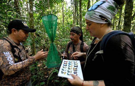 Mariposas, joyas aladas para medir el cambio climático en Ecuador Mariposas, las joyas aladas para biólogas de Ecuador que miden el cambio climático