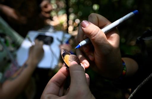 Mariposas, joyas aladas para medir el cambio climático en Ecuador Mariposas, las joyas aladas para biólogas de Ecuador que miden el cambio climático