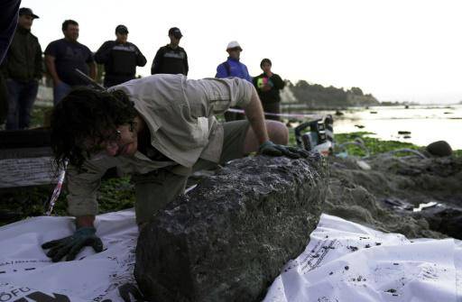 El paleontólogo Sergio Soto revisa los restos fosilizados de un elasmosaurio --especie extinta hace 70 millones de años-- hallado en Algarrobo, en la región chilena de Valparaíso, el 10 de abril de 2024