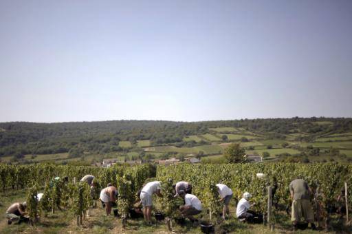 Comienza la vendimia en la región francesa de Borgoña, un nuevo récord de precocidad