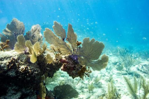 Corales en Cayo Hueso el 14 de julio de 2023