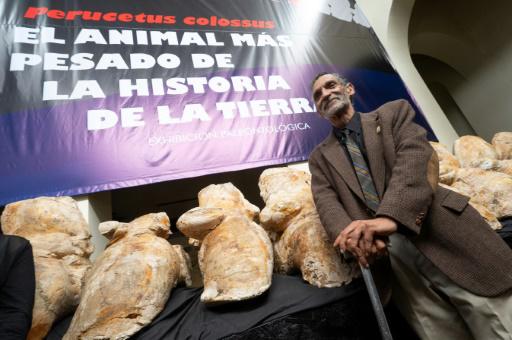 Un ancestro 'peruano' de la ballena azul podría ser el animal más pesado de todos los tiempos