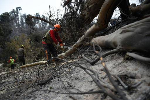 El mayor jardín botánico de Chile respira malherido tras los incendios