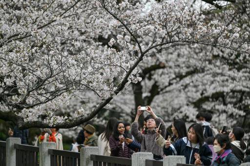 En Japón, una herramienta de IA para preservar los cerezos en flor