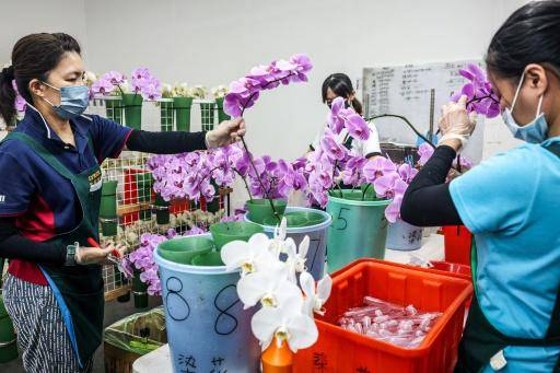 Cultivadores de orquídeas de Taiwán resisten mientras los aranceles de EEUU se disparan