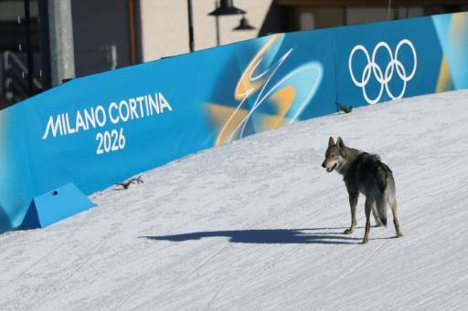 Un perro irrumpe en la pista donde se estaba disputando una prueba femenina de esquí de fondo en los Juegos Olímpicos de Invierno de Milán-Cortina. En Tesero (norte de Italia), el 18 de febrero de 2026
