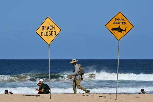 Un tiburón mata a una mujer y hiere gravemente a un hombre en Australia
