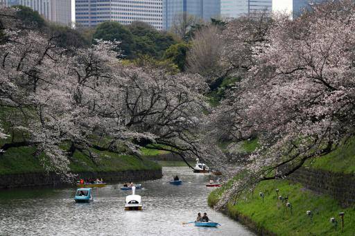 La floración plena del cerezo, espectáculo para turistas y locales en Tokio